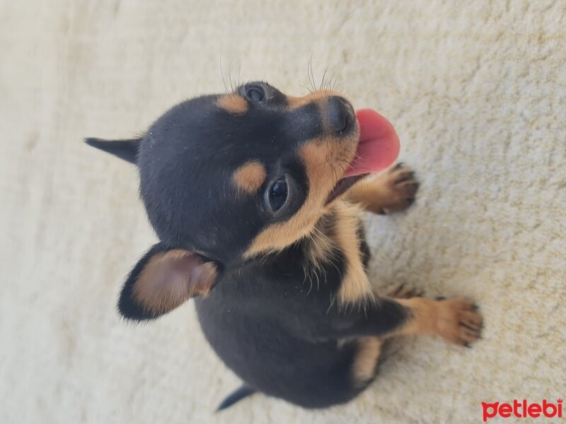 Minyatür Pinscher, Köpek  prens ve prenses fotoğrafı