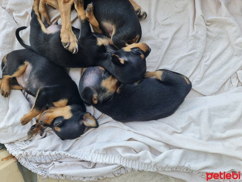 Minyatür Pinscher, Köpek  prens ve prenses fotoğrafı