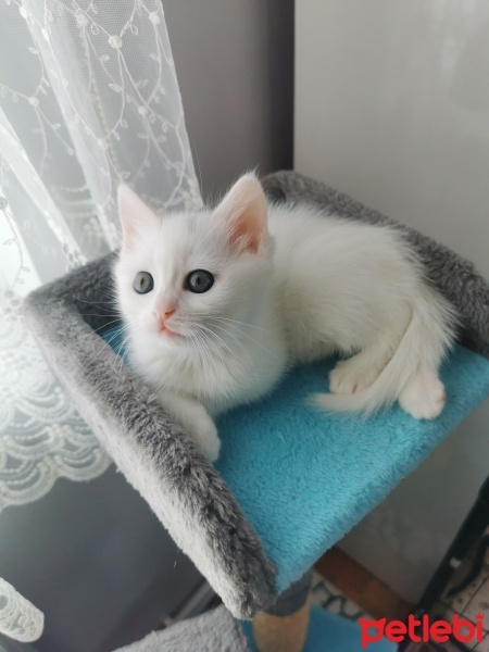 Van Kedisi, Kedi  Kardeş yavrularıma kalıcı yuva fotoğrafı