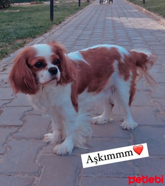 King Charles Spaniel, Köpek  Lokum fotoğrafı