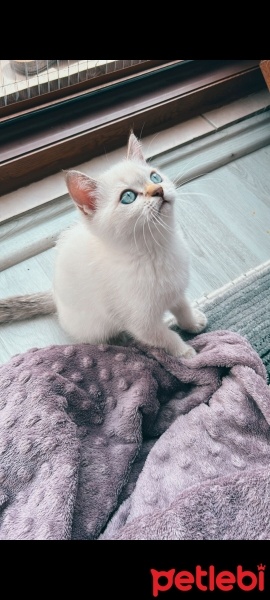 Scottish Fold, Kedi  Duman fotoğrafı