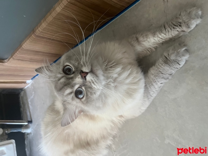 British Longhair, Kedi  Şehzade fotoğrafı