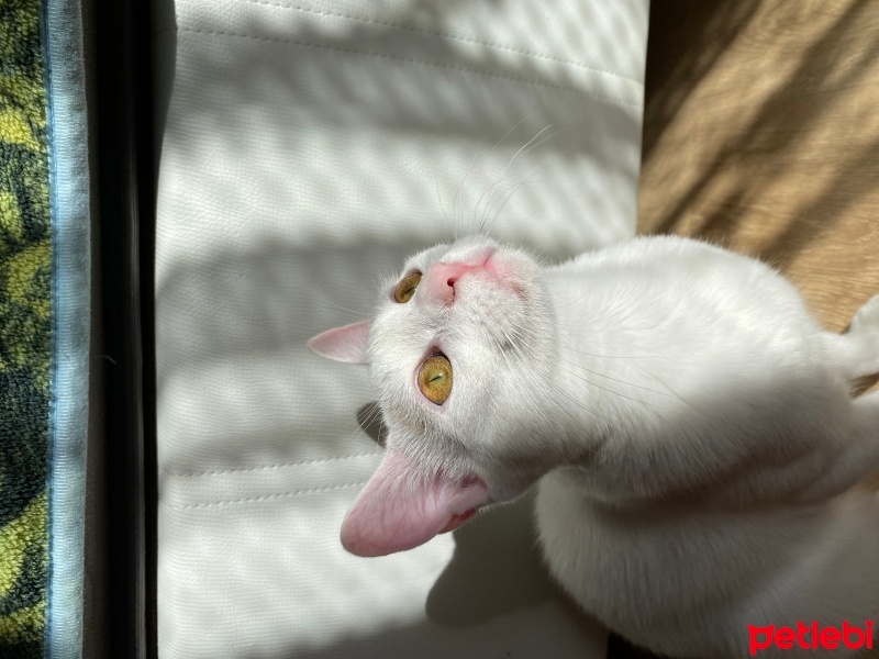 Tekir Kedi, Kedi  Fırfır fotoğrafı