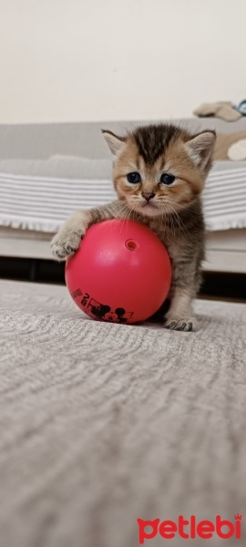 British Shorthair, Kedi  Kedi fotoğrafı