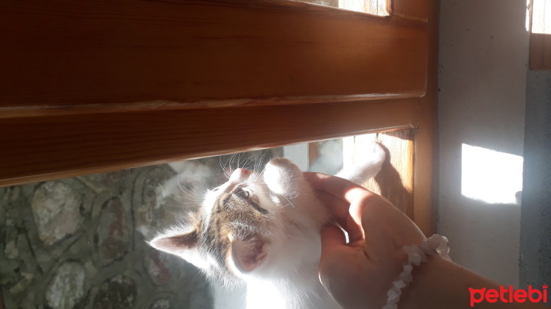 Tekir Kedi, Kedi  Kedi fotoğrafı