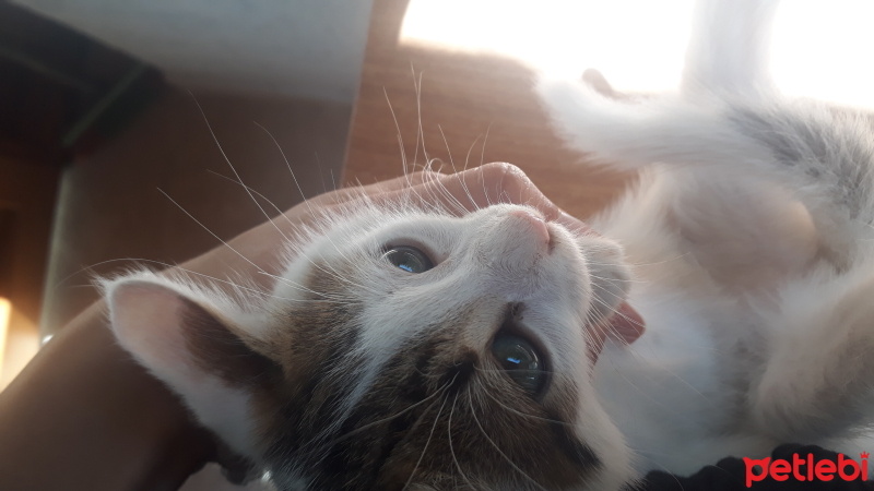 Tekir Kedi, Kedi  Kedi fotoğrafı