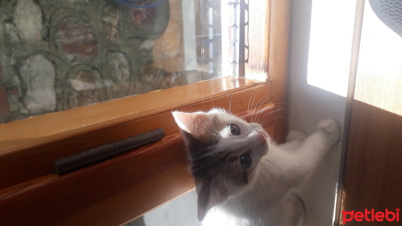 Tekir Kedi, Kedi  Kedi fotoğrafı