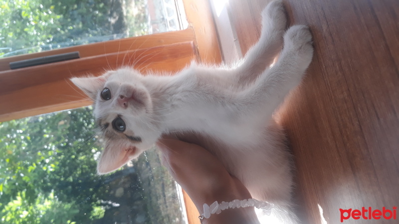 Tekir Kedi, Kedi  Kedi fotoğrafı