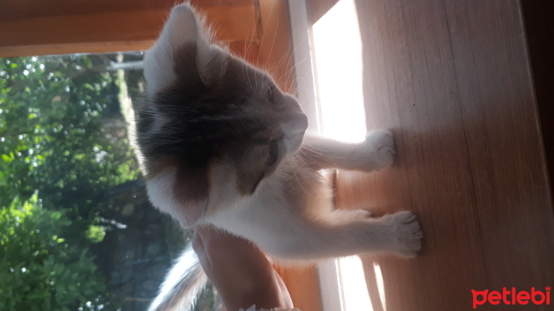 Tekir Kedi, Kedi  Kedi fotoğrafı