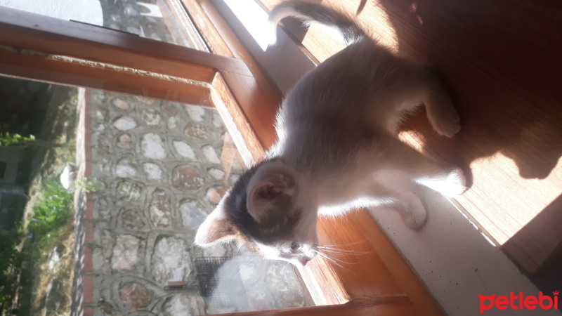 Tekir Kedi, Kedi  Kedi fotoğrafı