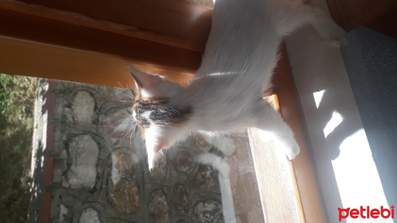 Tekir Kedi, Kedi  Kedi fotoğrafı