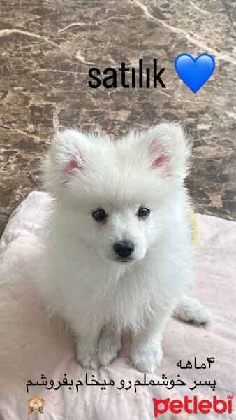 Pomeranyalı, Köpek  şadow fotoğrafı