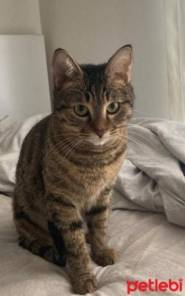 Tekir Kedi, Kedi  Linda fotoğrafı