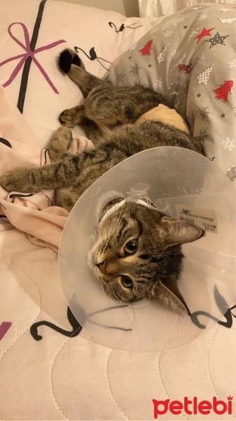 Tekir Kedi, Kedi  Linda fotoğrafı