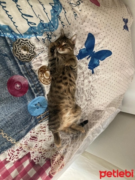 Tekir Kedi, Kedi  Linda fotoğrafı