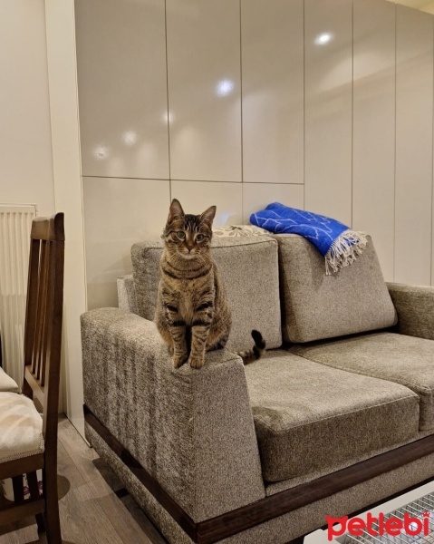 Tekir Kedi, Kedi  Linda fotoğrafı