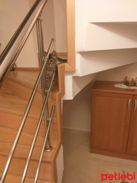 Tekir Kedi, Kedi  Linda fotoğrafı