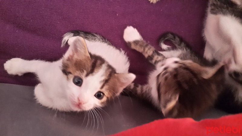 Tekir Kedi, Kedi  Cuci fotoğrafı