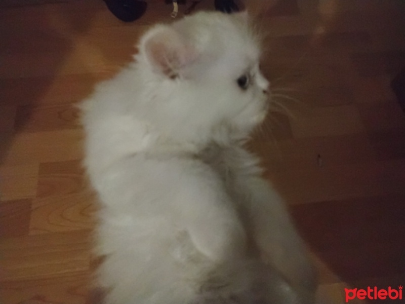 British Longhair, Kedi  Leo fotoğrafı