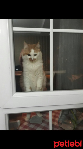 Tekir Kedi, Kedi  Lokum fotoğrafı