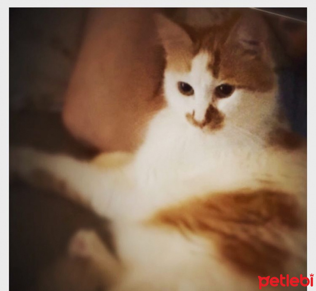 Tekir Kedi, Kedi  Lokum fotoğrafı