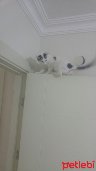 Ankara Kedisi, Kedi  Hera fotoğrafı