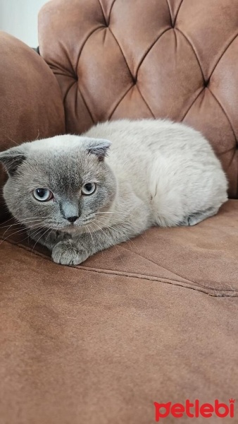 Scottish Fold, Kedi  Ra fotoğrafı