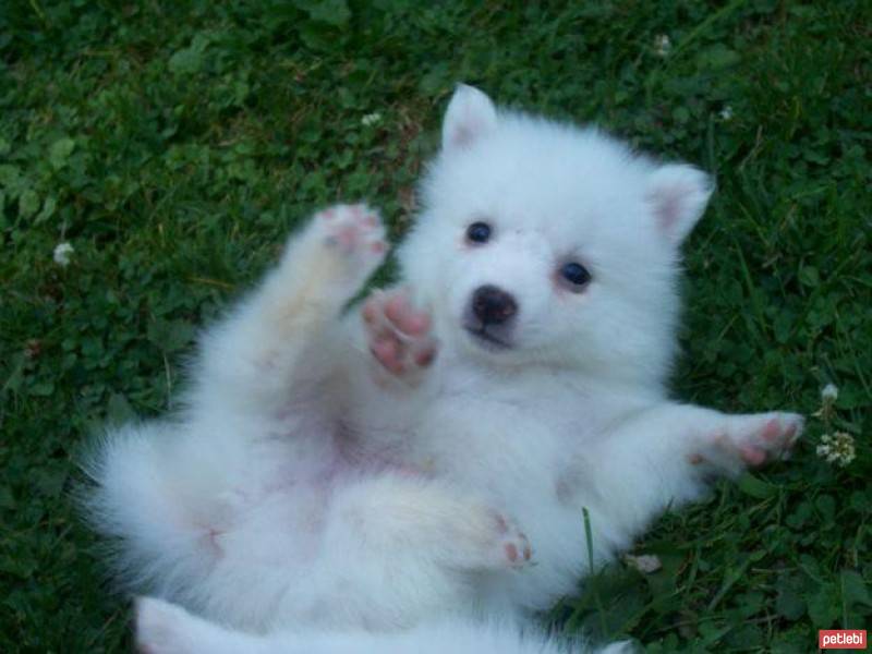 Amerikan Eskimo, Köpek  coo fotoğrafı