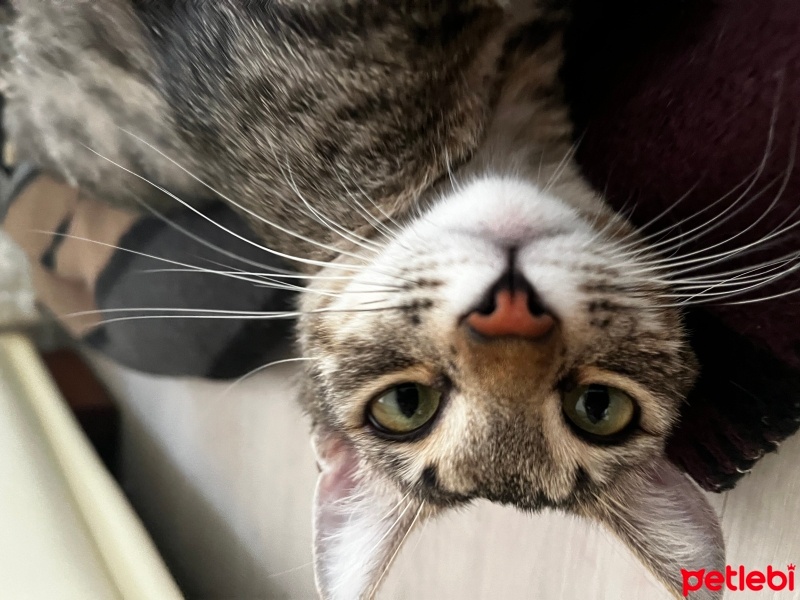 Tekir Kedi, Kedi  Pickle fotoğrafı