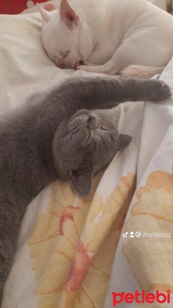 British Longhair, Kedi  Duman fotoğrafı