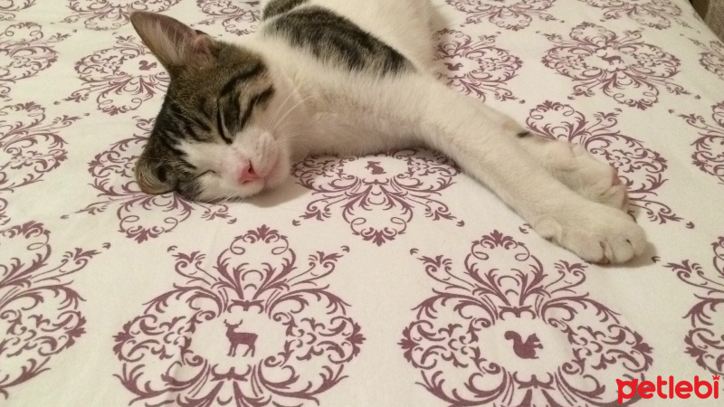 Tekir Kedi, Kedi  Lütfü fotoğrafı