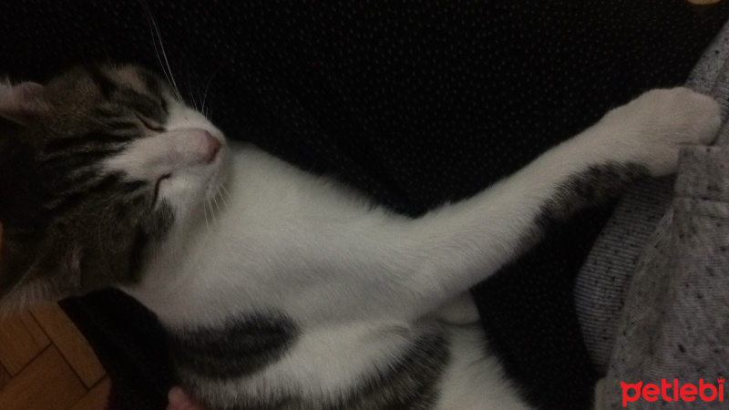 Tekir Kedi, Kedi  Lütfü fotoğrafı