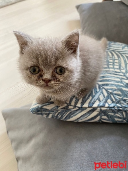 Scottish Fold, Kedi  Bücür fotoğrafı
