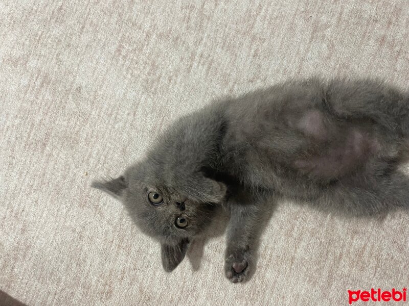 British Shorthair, Kedi  Artemis fotoğrafı