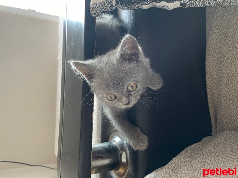 British Shorthair, Kedi  Artemis fotoğrafı