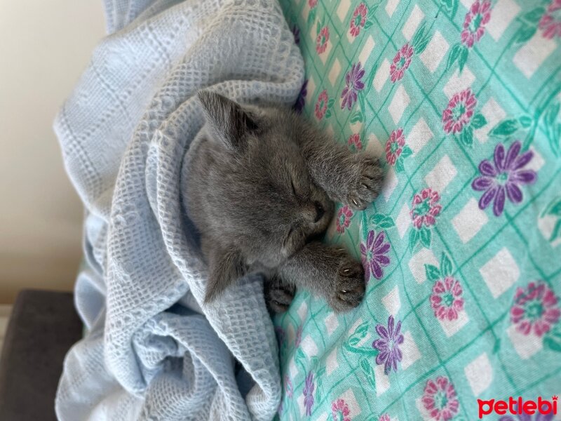 British Shorthair, Kedi  Artemis fotoğrafı