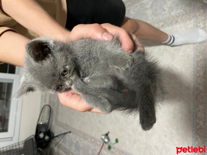 British Shorthair, Kedi  Artemis fotoğrafı