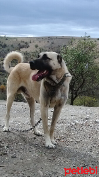 Kangal, Köpek  Gümüş fotoğrafı