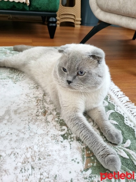 Scottish Fold, Kedi  Bulut fotoğrafı