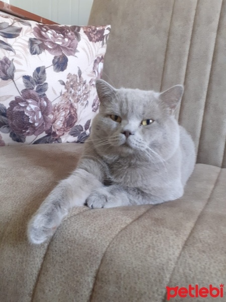British Shorthair, Kedi  Tulen fotoğrafı