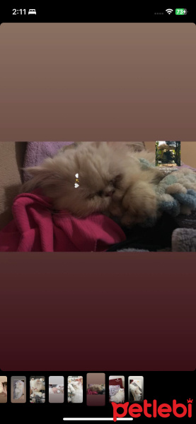 İran Kedisi (Persian), Kedi  Asena fotoğrafı