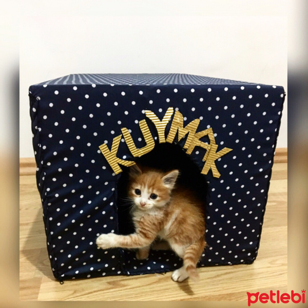 Tekir Kedi, Kedi  Kuymak fotoğrafı