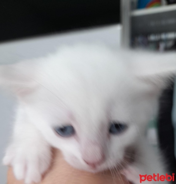 Tekir Kedi, Kedi  Tekir yavrulari fotoğrafı