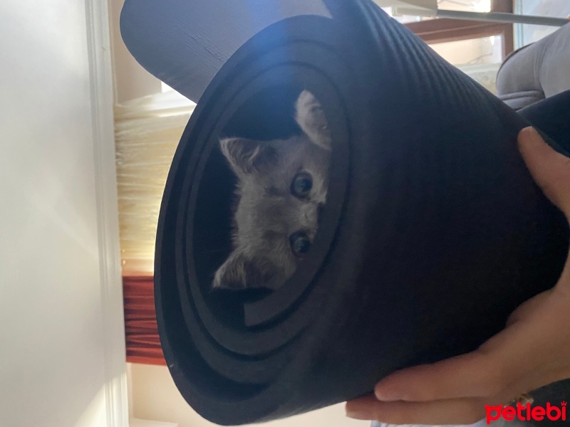 British Shorthair, Kedi  BÜCÜR fotoğrafı