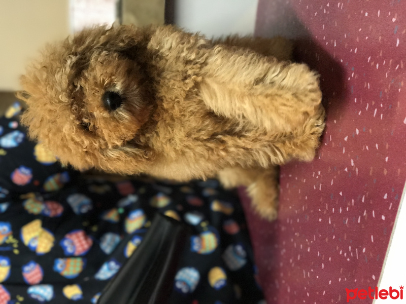 Poodle (Minyatür Kaniş), Köpek  Turta fotoğrafı
