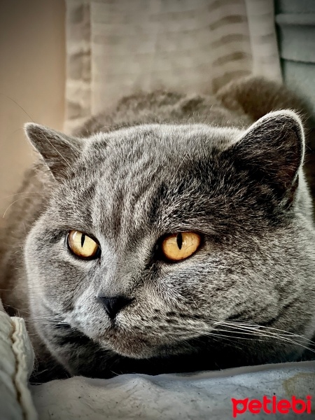 British Shorthair, Kedi  Casper fotoğrafı