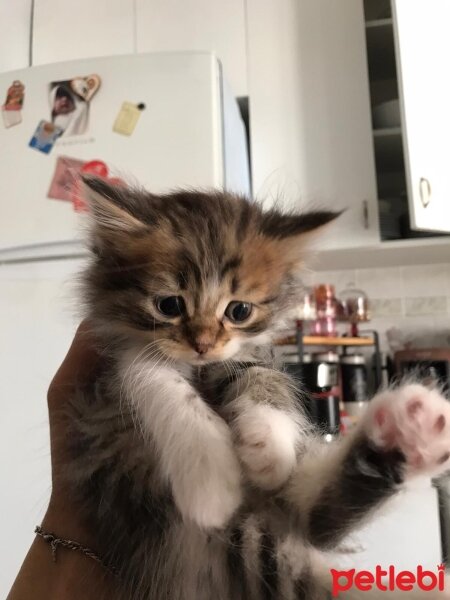 British Longhair, Kedi  Latte fotoğrafı