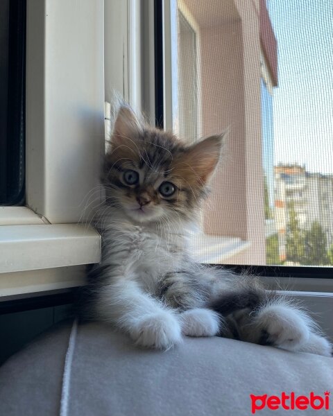 British Longhair, Kedi  Latte fotoğrafı