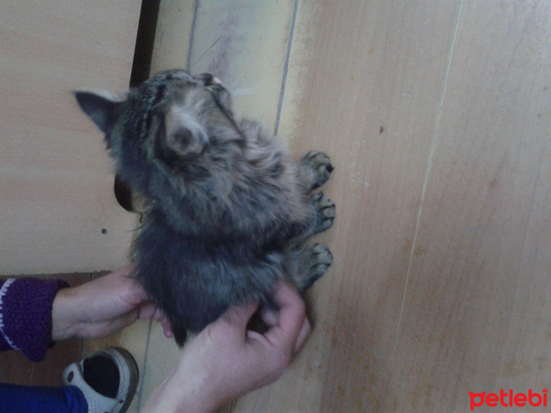 Tekir Kedi, Kedi  PUFİDİK fotoğrafı