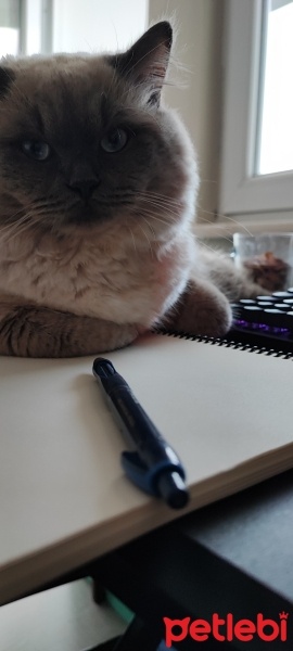 Ragdoll, Kedi  Duman fotoğrafı